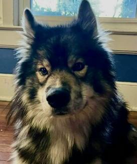 Enlarge Redd, a ADOPTABLE mixed breed in Gardiner, NY image 4/4