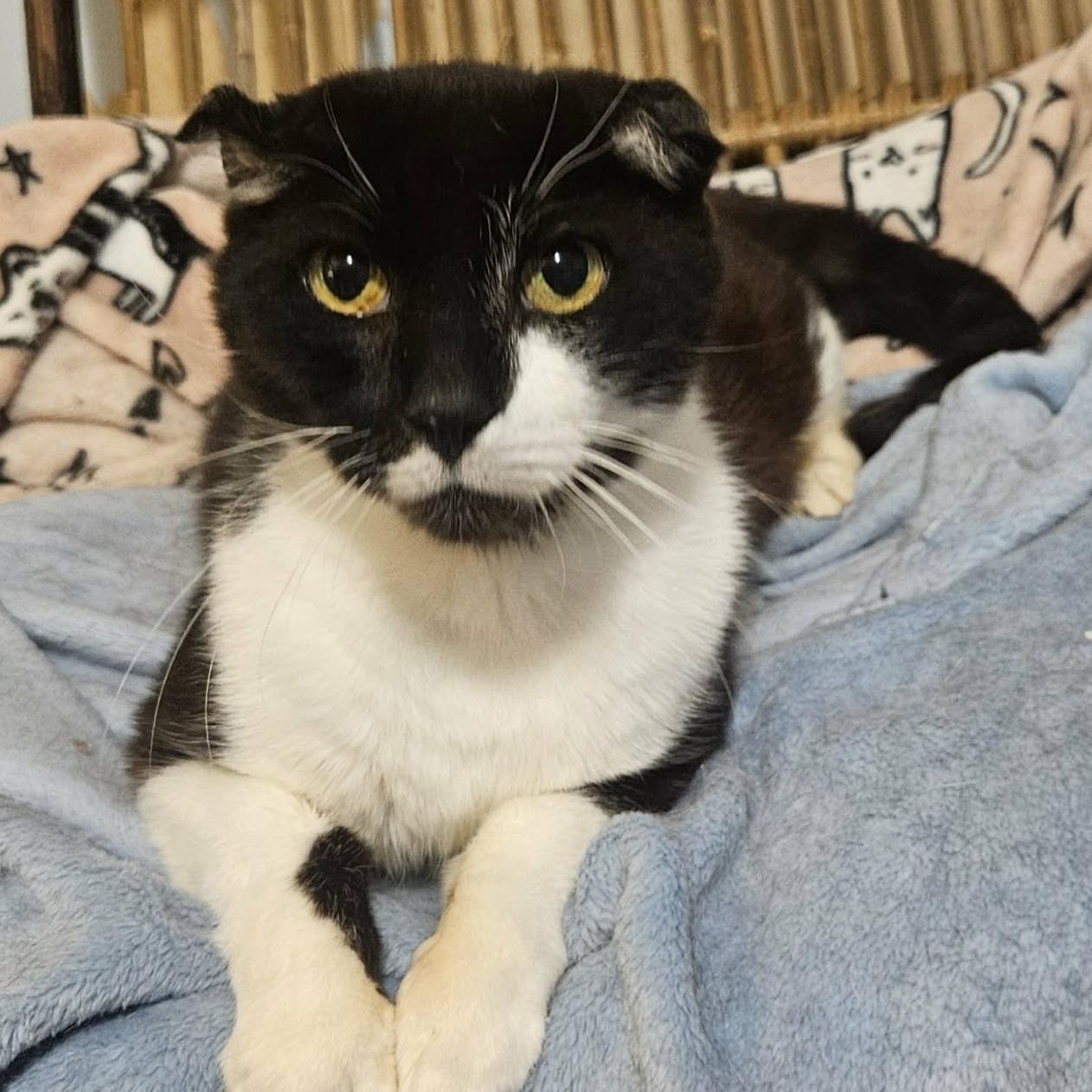 Enlarge Rowan (Resilient Gentleman), a ADOPTABLE Domestic Short Hair in Rochester, NY image 1/2