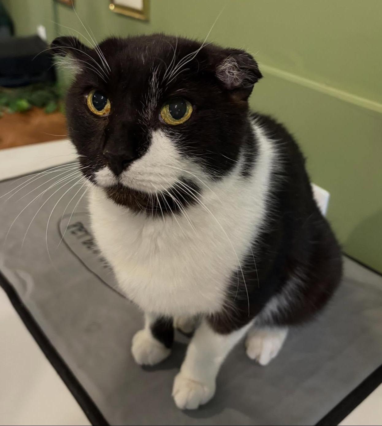 Rowan (Resilient Gentleman), ADOPTABLE, Senior Male Domestic Short Hair.