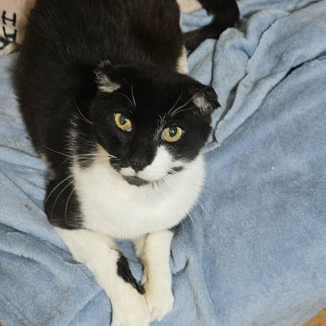 Enlarge Rowan (Resilient Gentleman), a ADOPTABLE Domestic Short Hair in Rochester, NY image 2/2