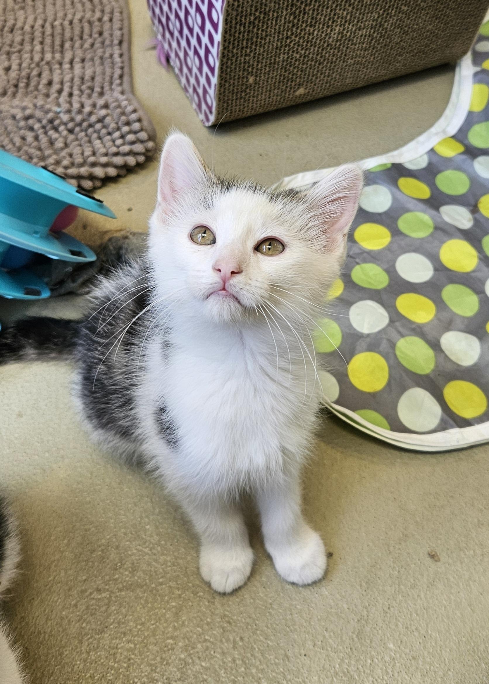 Enlarge Remy, a ADOPTABLE Domestic Medium Hair in Bluffton, IN image 1/1
