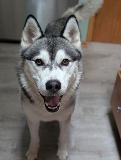 Jojo, a ADOPTABLE Husky in Schaumburg, IL image 3/6