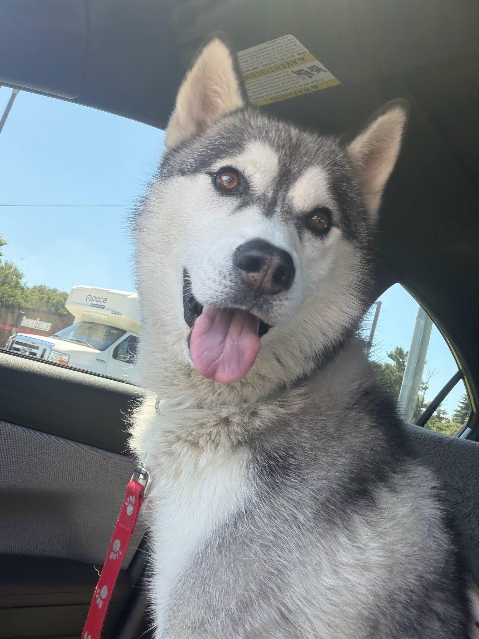 Jojo, a ADOPTABLE Husky in Schaumburg, IL image 2/6