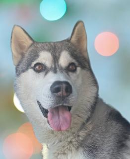 Jojo, ADOPTABLE, Adult Male Husky.