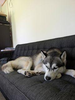 Jojo, a ADOPTABLE Husky in Schaumburg, IL image 4/6