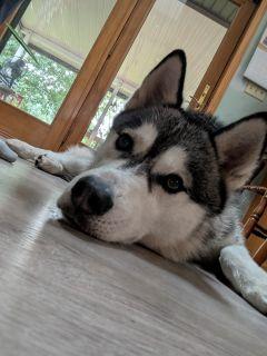 Jojo, a ADOPTABLE Husky in Schaumburg, IL image 6/6