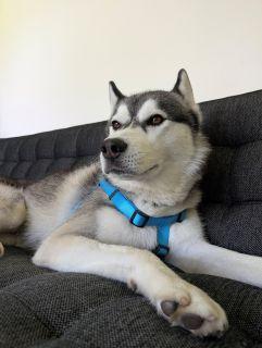 Jojo, a ADOPTABLE Husky in Schaumburg, IL image 5/6