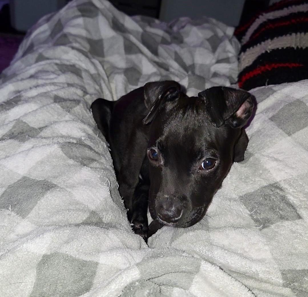 Jazzy, ADOPTABLE, Puppy Female Pit Bull Terrier.