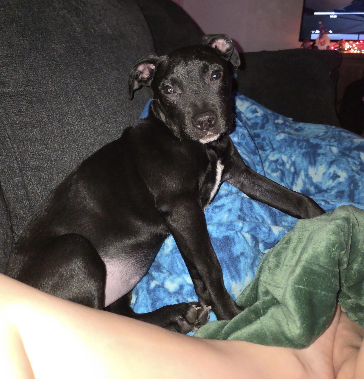 Enlarge Jazzy, a ADOPTABLE mixed breed in Cleveland, OH image 4/5