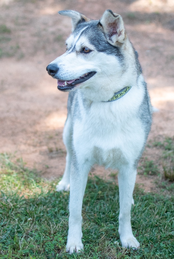 Nala, adoptable, Young Female Husky.
