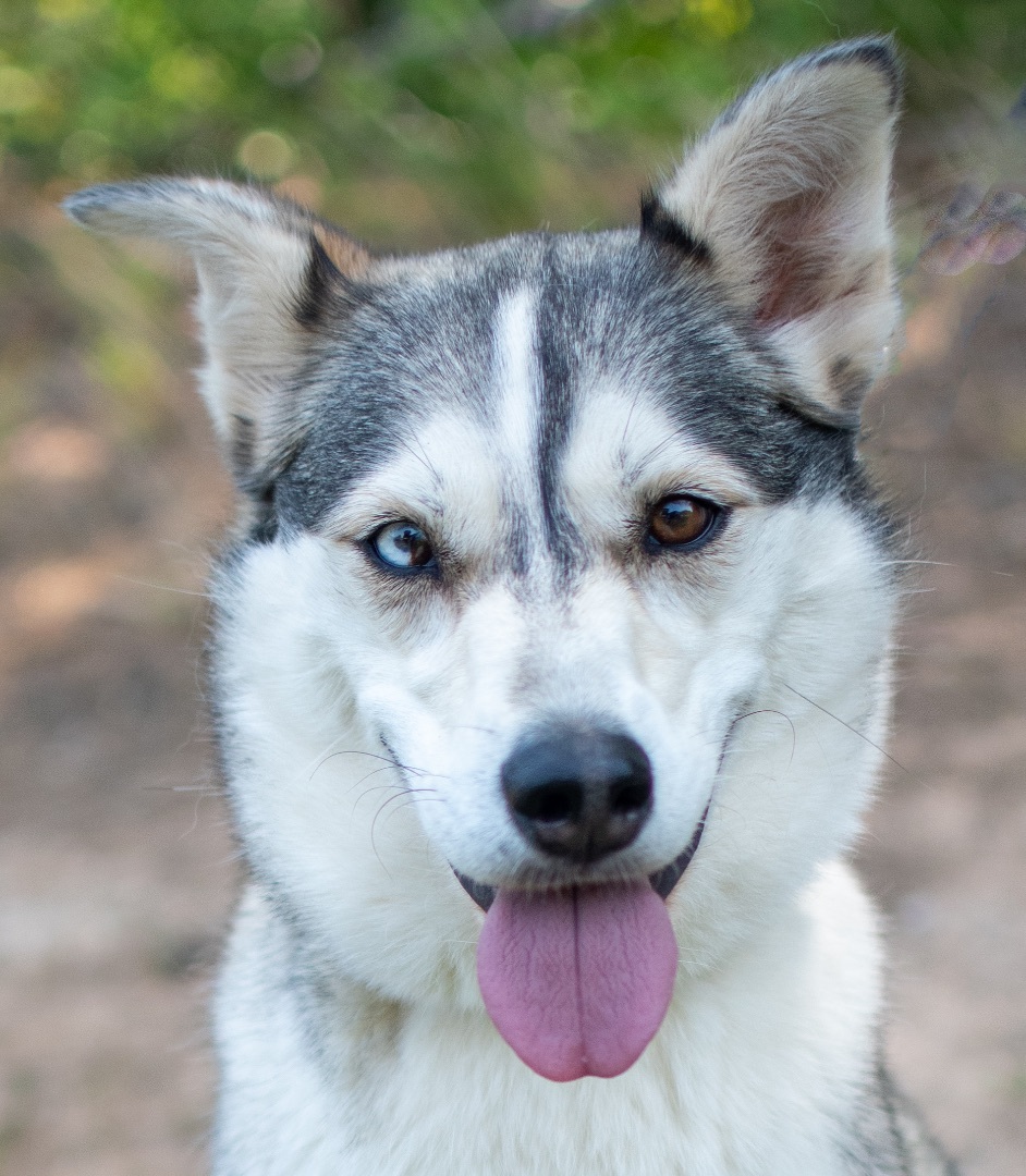 Nala, an adoptable Husky in Midlothian, VA image 2/2
