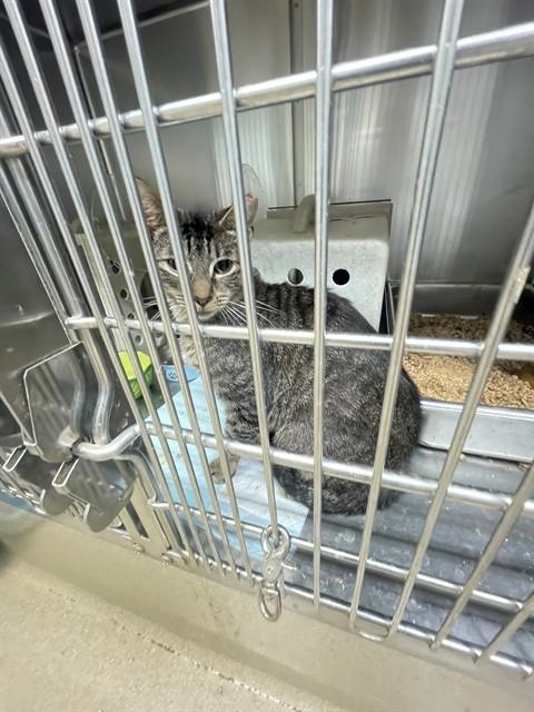 TAB, Adoptable, Young Male Domestic Short Hair.