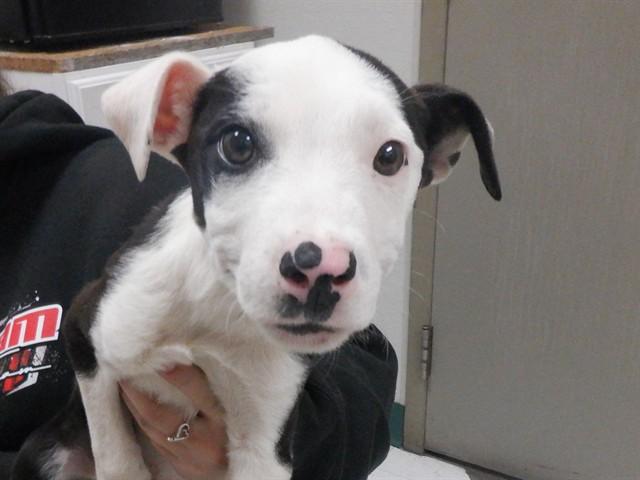 Enlarge FLETCHER, a Adoptable mixed breed in Oroville, CA image 1/1