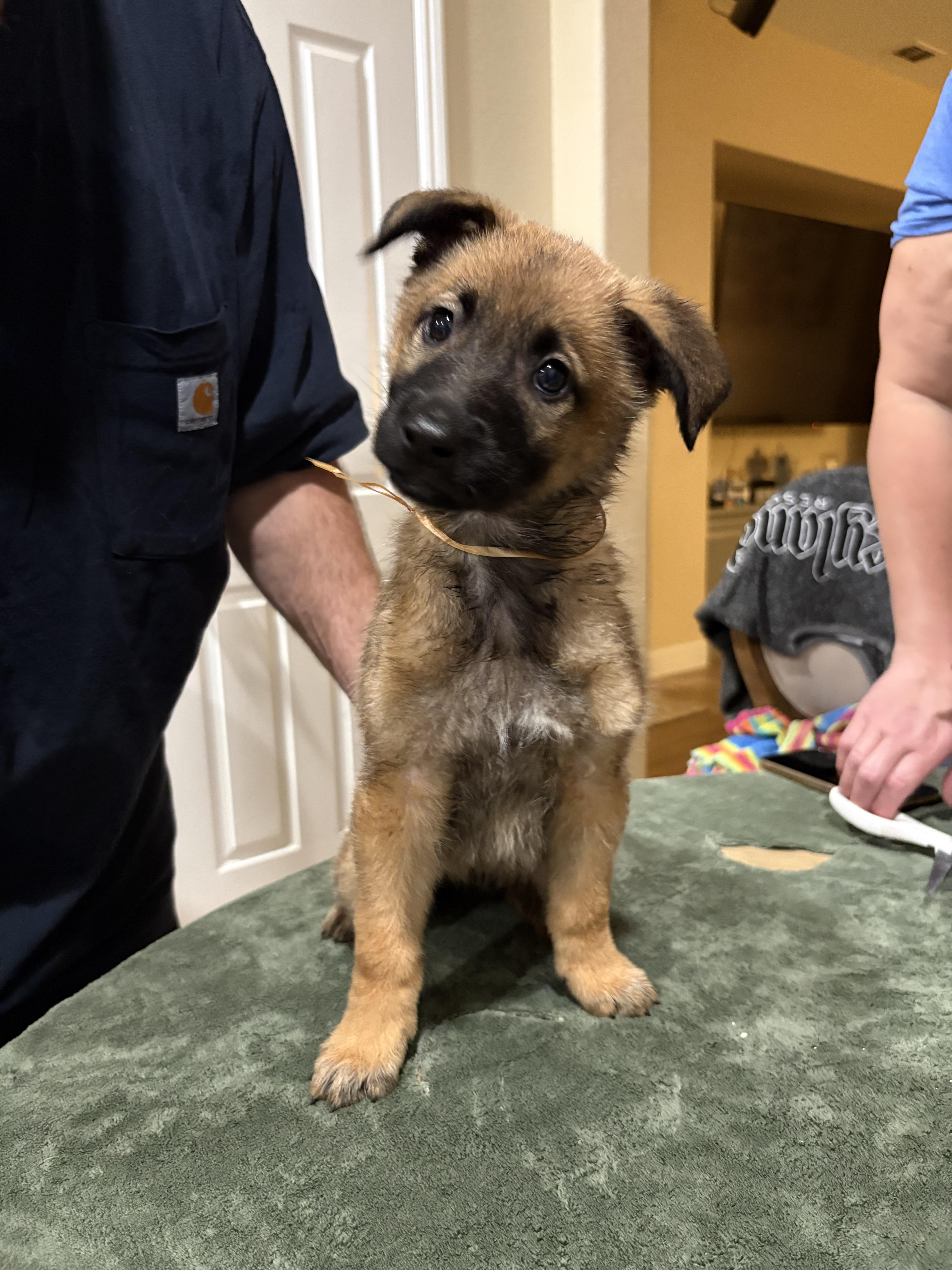 Rain, Adoptable, Puppy Female German Shepherd Dog.