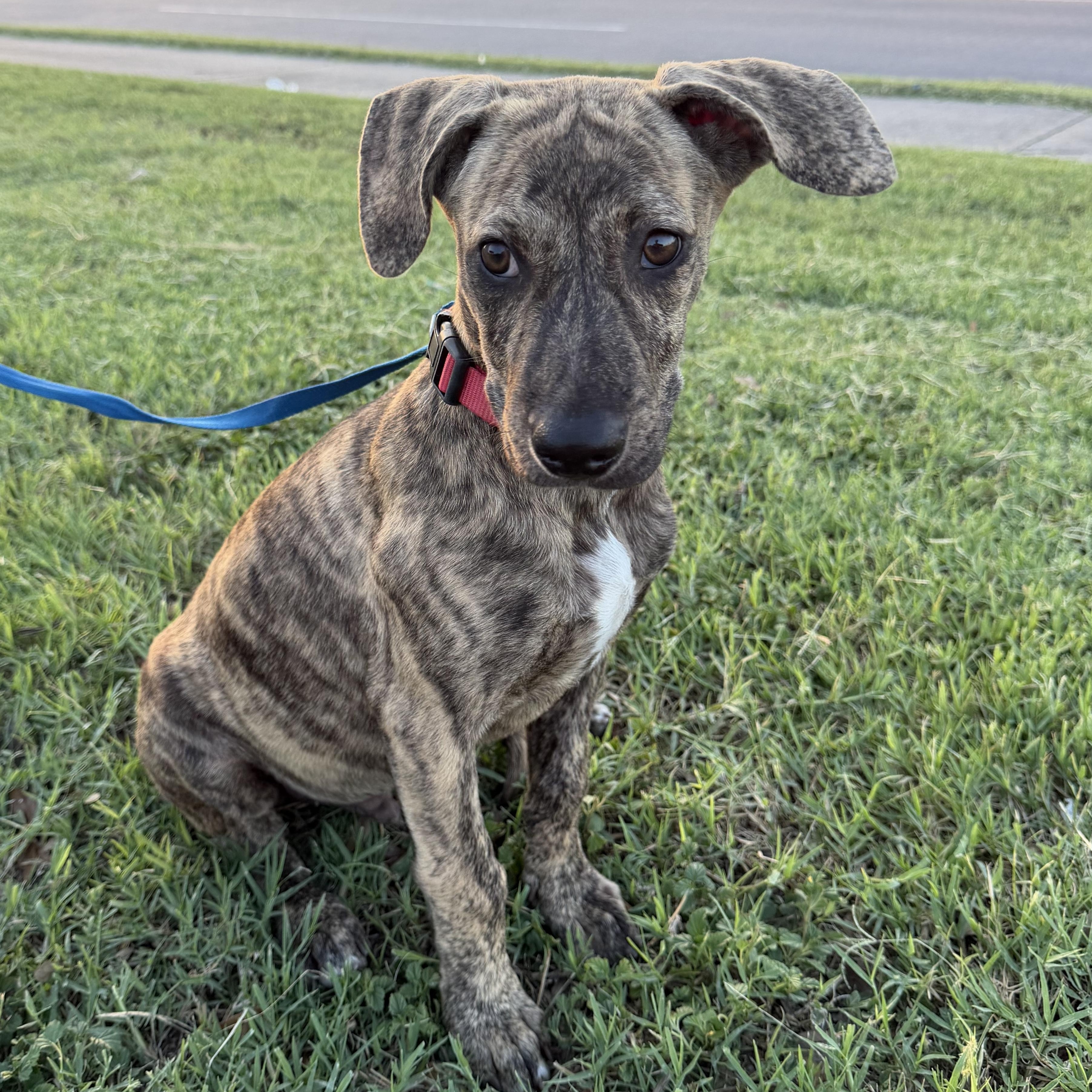 Tiger, Adoptable, Puppy Male Plott Hound & Catahoula Leopard Dog.
