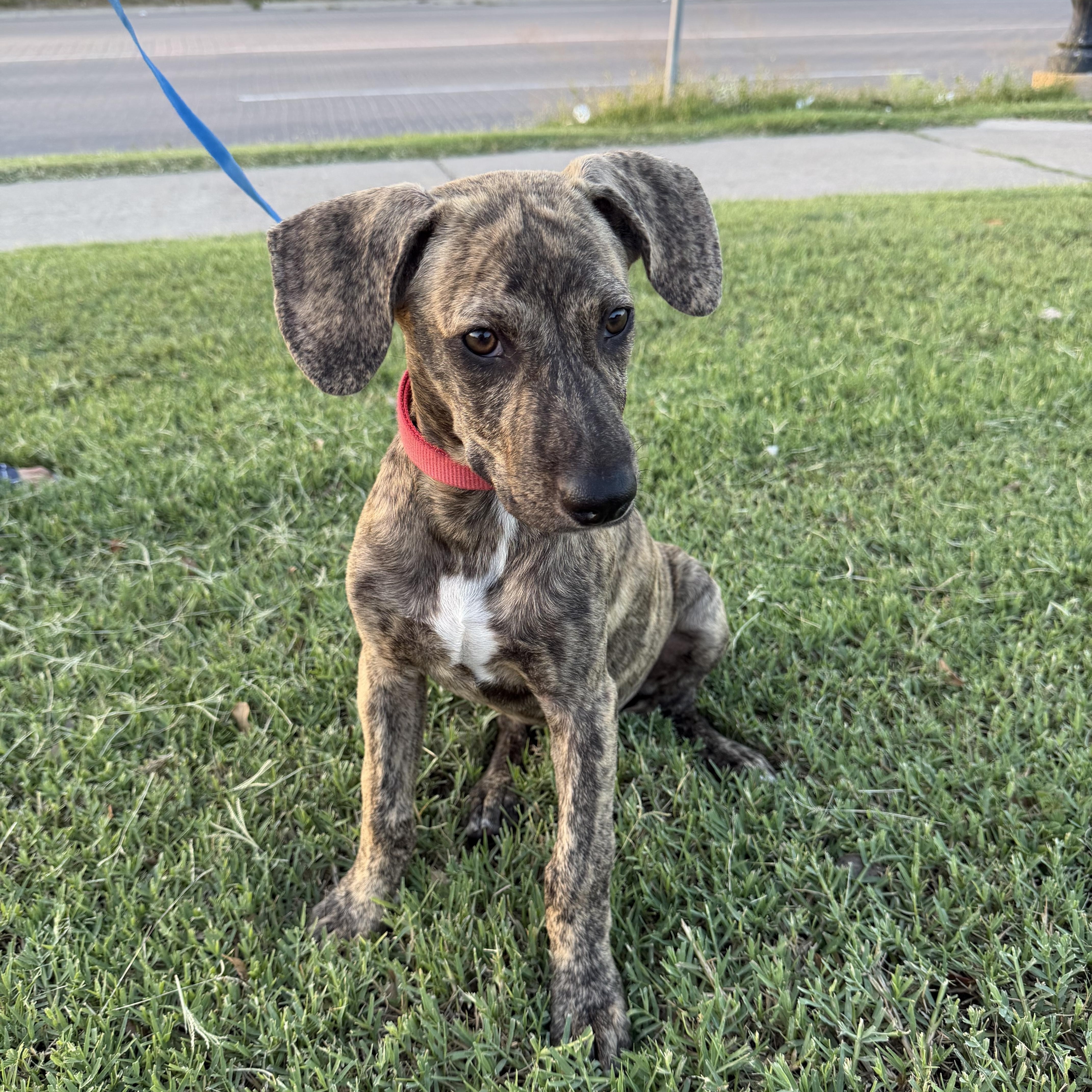 Enlarge Tiger, a Adoptable mixed breed in Minneapolis , MN image 6/6