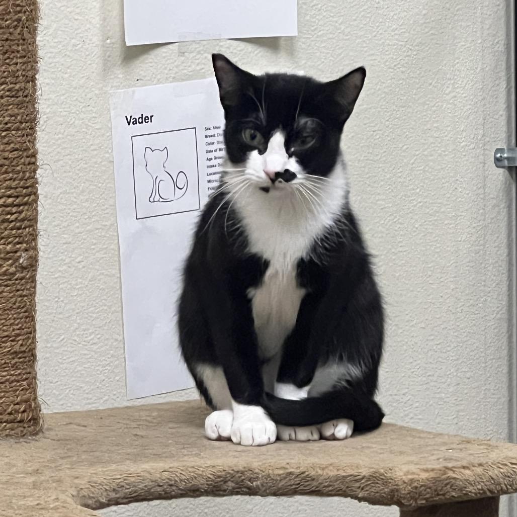 Smudge, Adoptable, Young Male Domestic Short Hair.