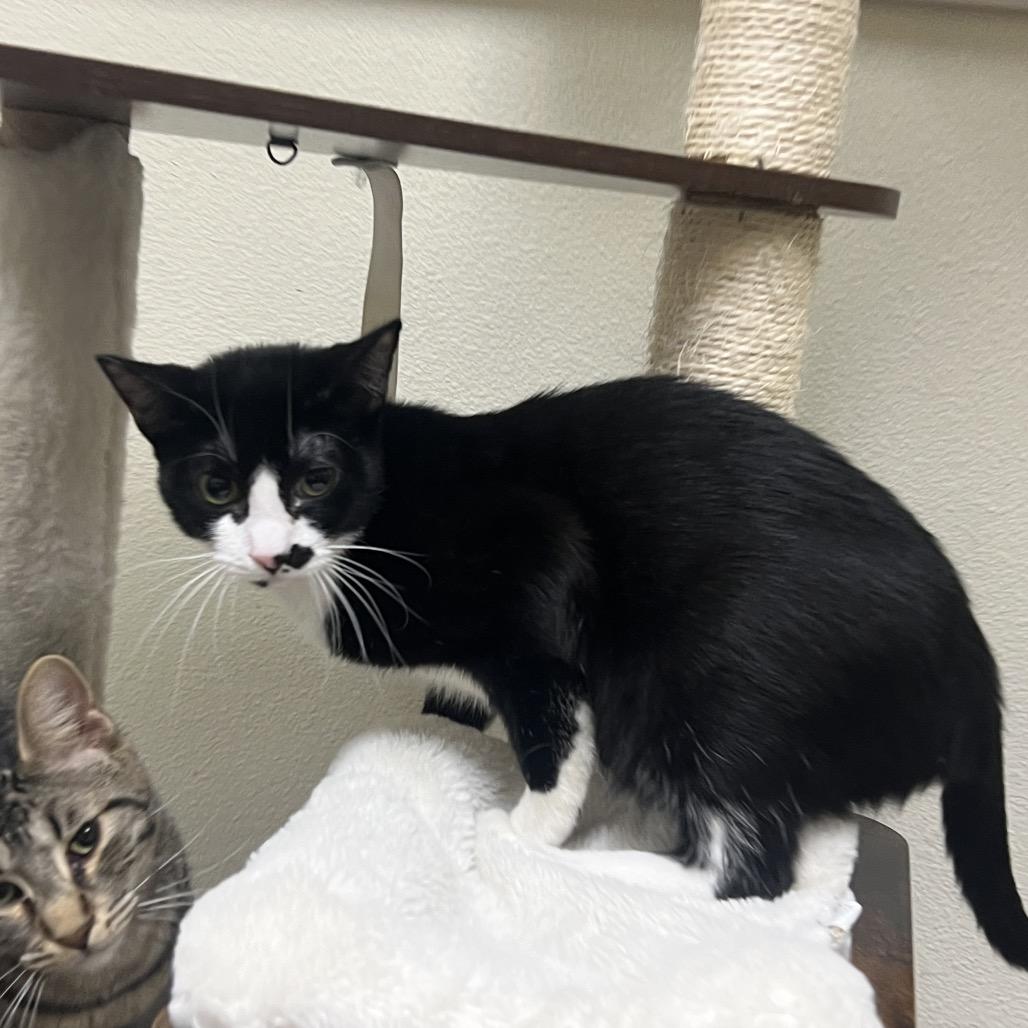 Enlarge Smudge, a Adoptable Domestic Short Hair in Las Vegas, NV image 2/2