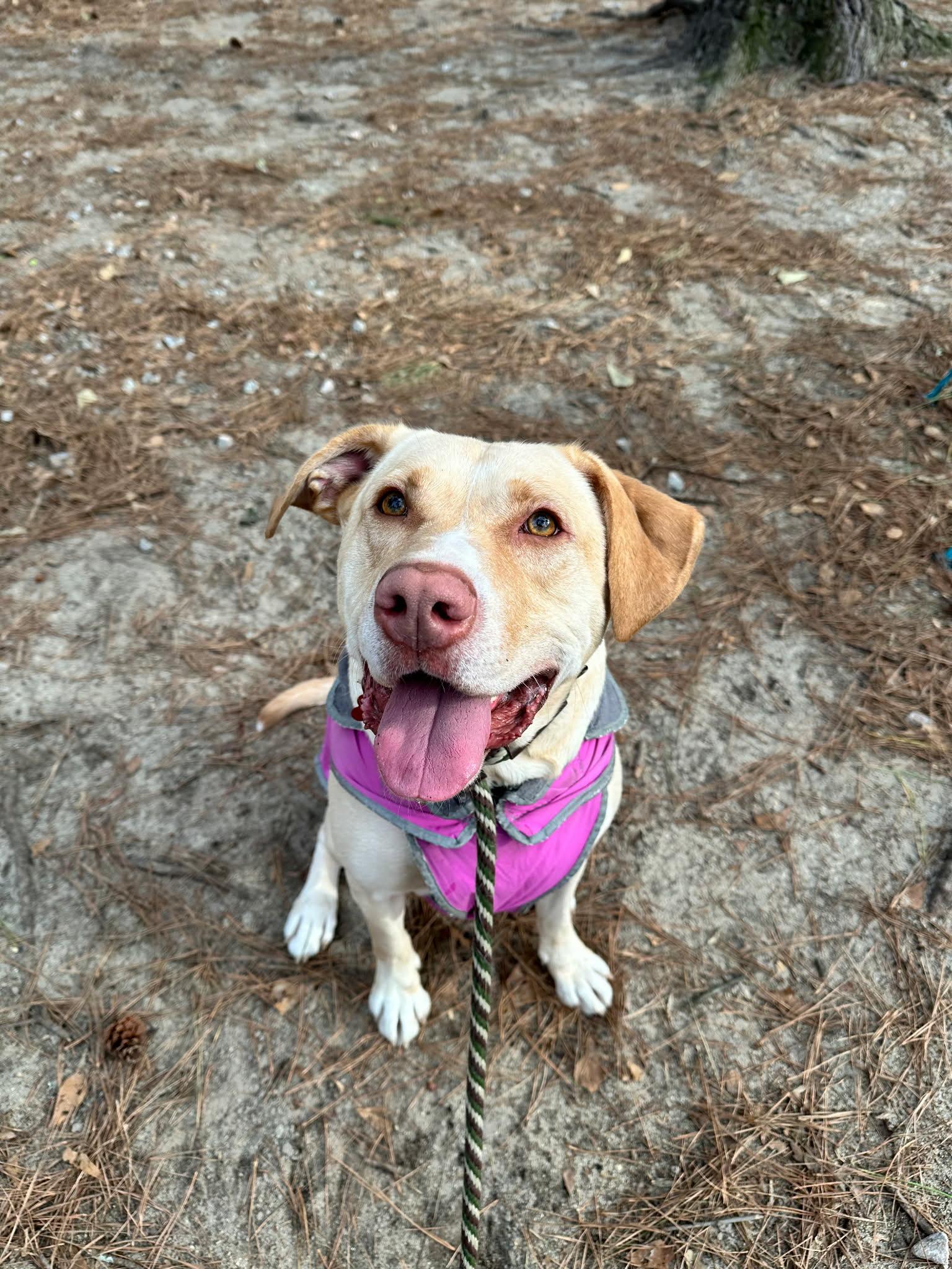 Bubba - AVAILABLE TO FOSTER OR ADOPT, a ADOPTABLE mixed breed in Clayton, NC image 1/3