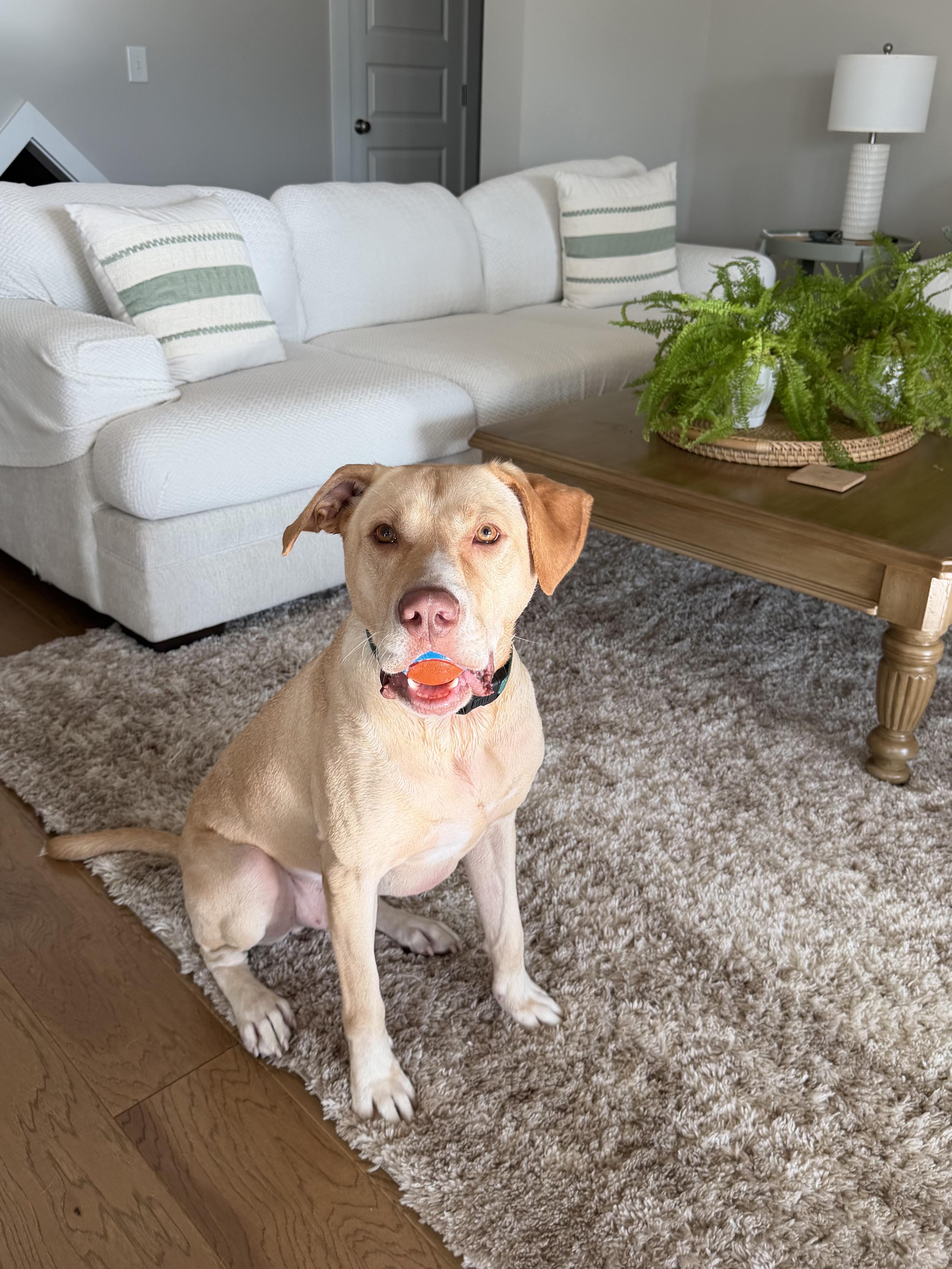 Enlarge Bubba - IN FOSTER HOME - AVAILABLE TO ADOPT, a Adopted mixed breed in Clayton, NC image 4/6