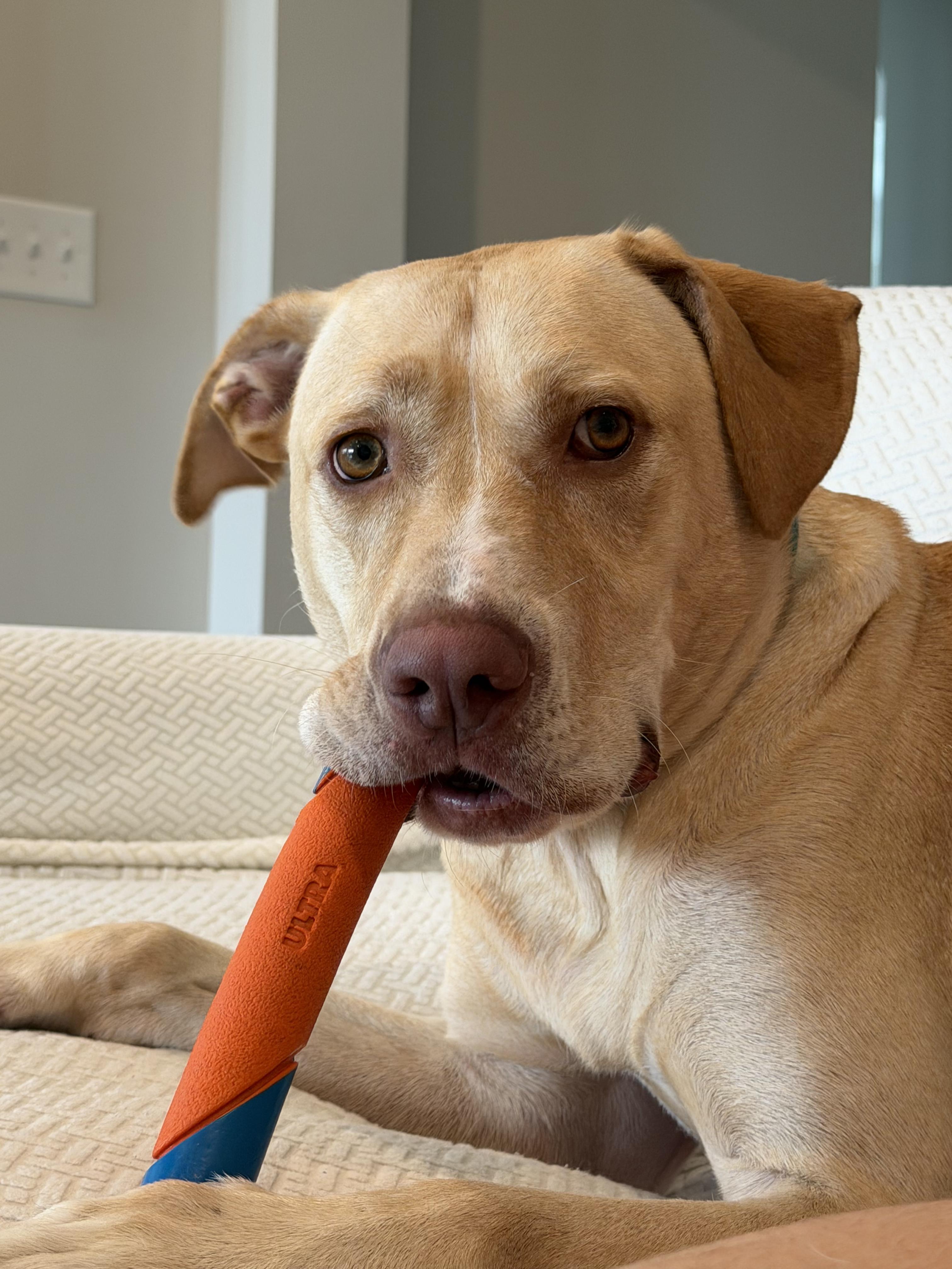 Enlarge Bubba - IN FOSTER HOME - AVAILABLE TO ADOPT, a Adopted mixed breed in Clayton, NC image 5/6