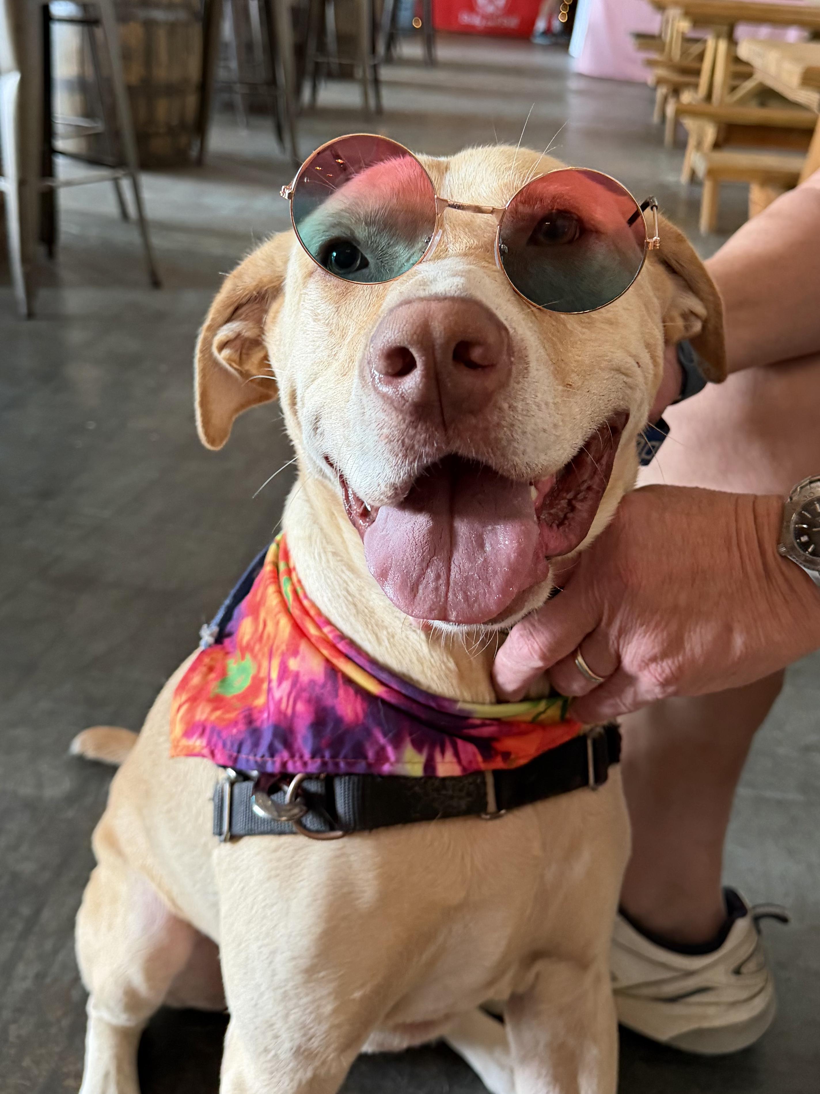 Enlarge Bubba - IN FOSTER HOME - AVAILABLE TO ADOPT, a Adopted mixed breed in Clayton, NC image 2/6