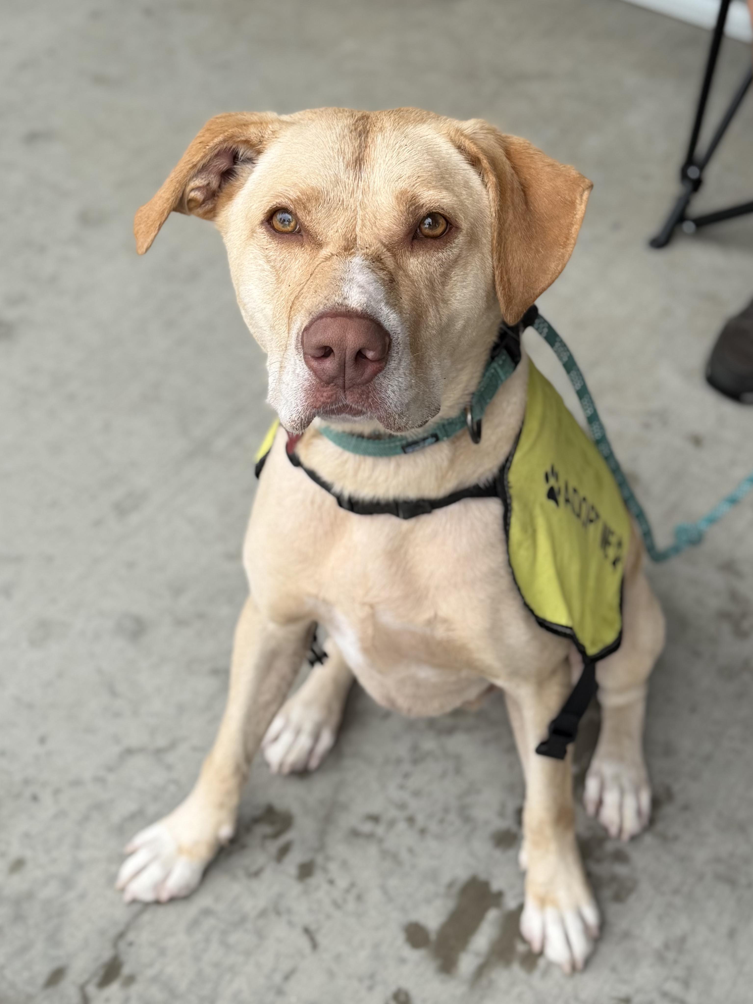 Bubba - AVAILABLE TO FOSTER OR ADOPT, a ADOPTABLE mixed breed in Clayton, NC image 6/6