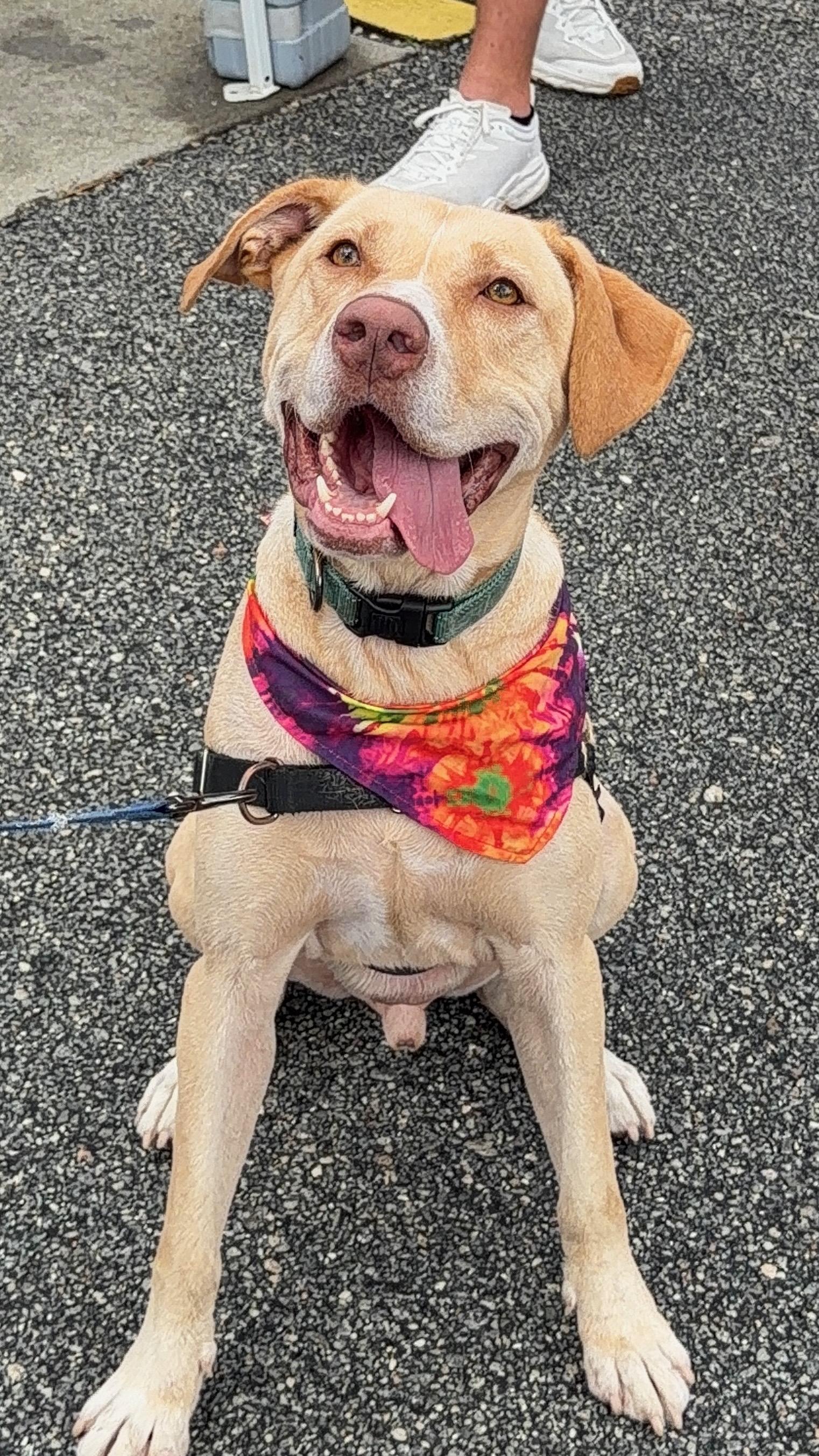 Enlarge Bubba - IN FOSTER HOME - AVAILABLE TO ADOPT, a Adopted mixed breed in Clayton, NC image 3/6