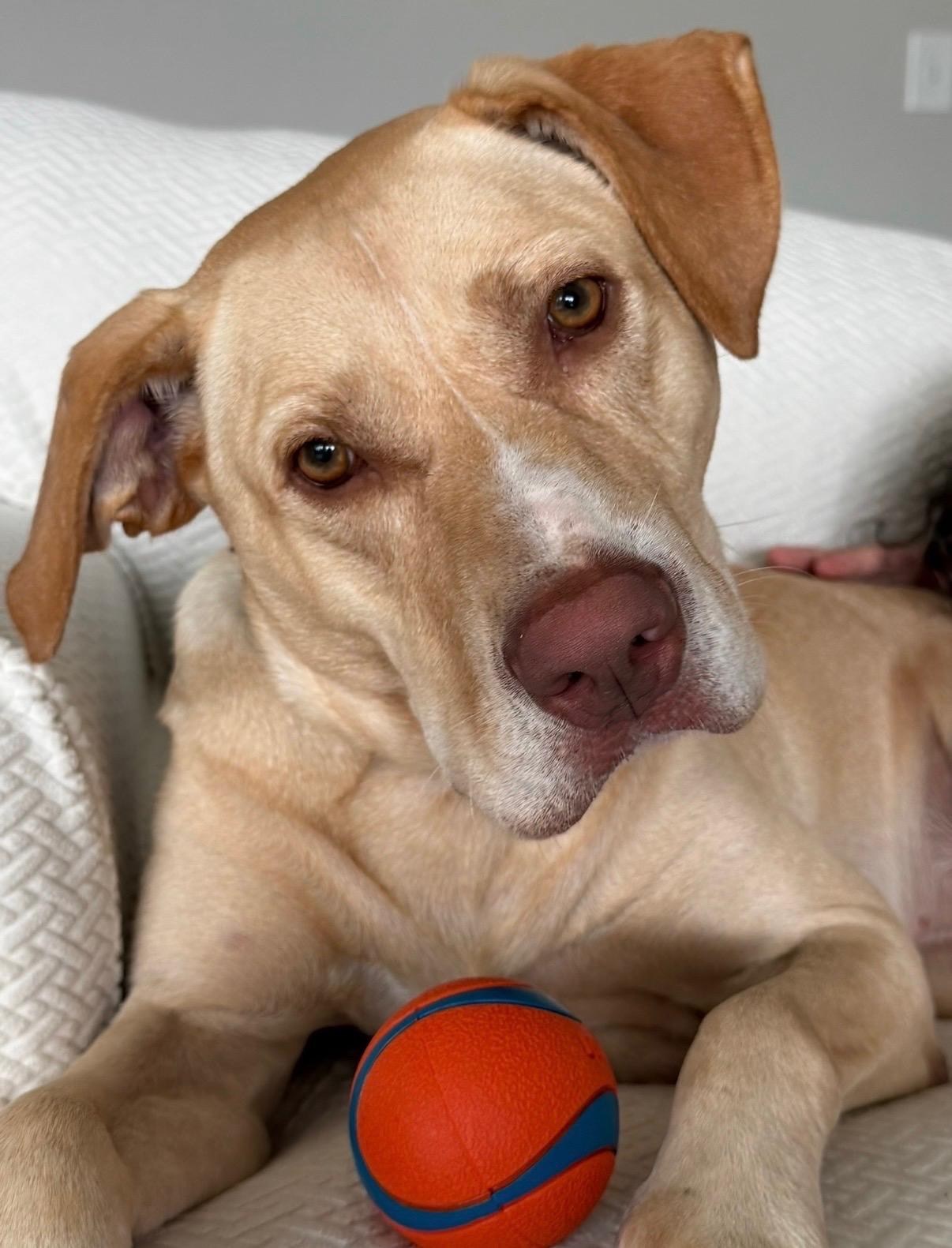 Enlarge Bubba - IN FOSTER HOME - AVAILABLE TO ADOPT, a Adopted mixed breed in Clayton, NC image 1/6