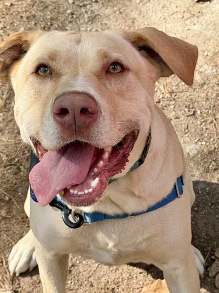 Bubba - AVAILABLE TO FOSTER OR ADOPT, ADOPTABLE, Young Male Yellow Labrador Retriever.