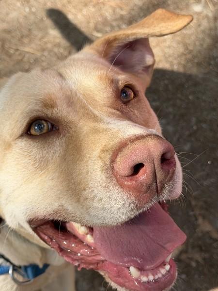 Bubba - AVAILABLE TO FOSTER OR ADOPT, a ADOPTABLE mixed breed in Clayton, NC image 3/6