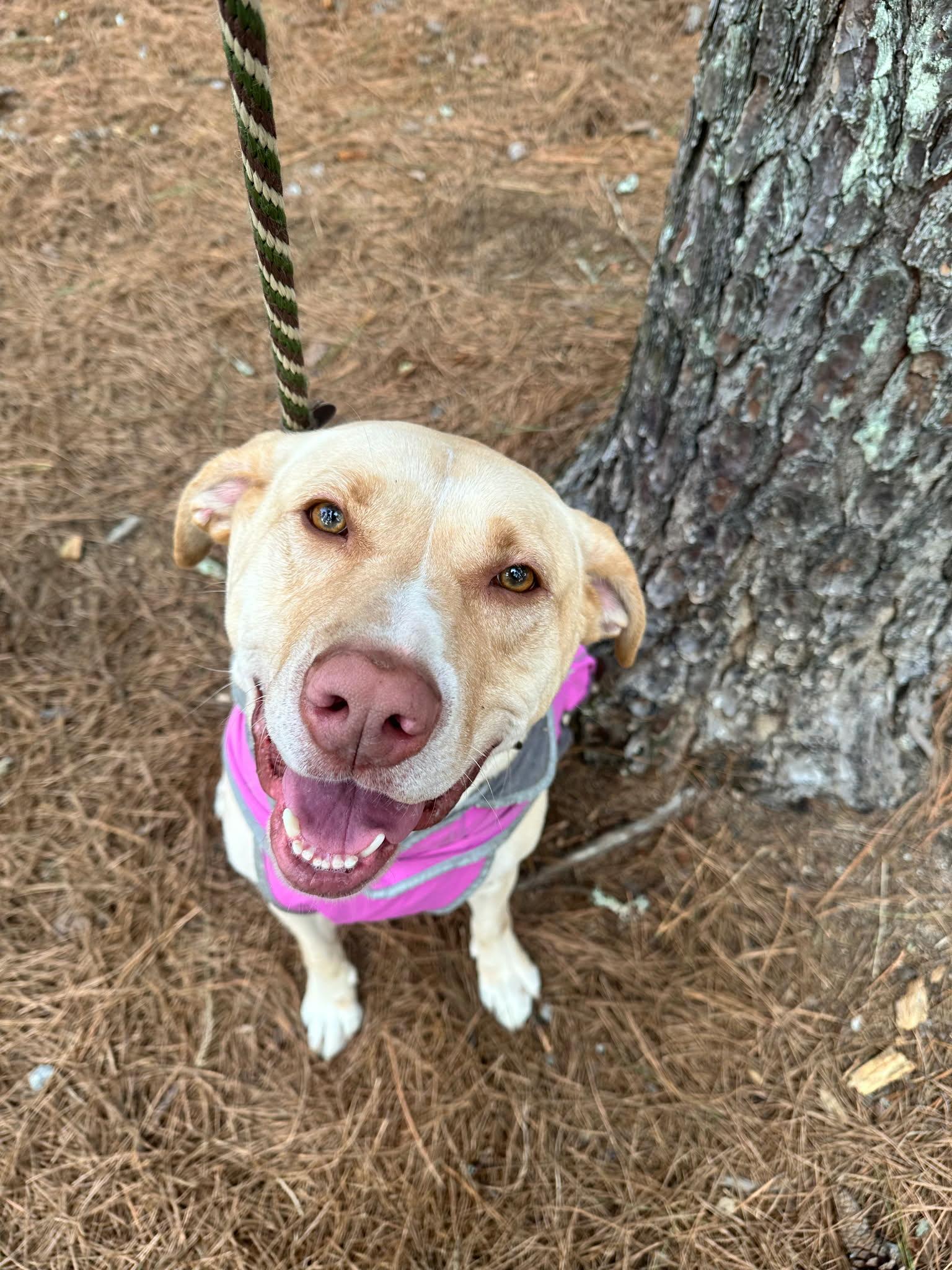 Bubba - AVAILABLE TO FOSTER OR ADOPT, a ADOPTABLE mixed breed in Clayton, NC image 2/3