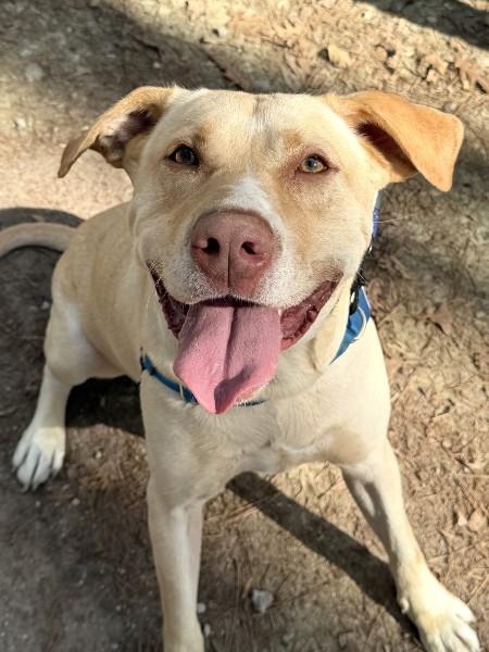 Bubba - AVAILABLE TO FOSTER OR ADOPT, ADOPTABLE, Young Male Yellow Labrador Retriever.
