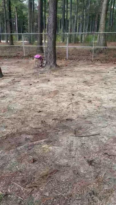 Enlarge Bubba - AVAILABLE TO FOSTER OR ADOPT, a ADOPTABLE mixed breed in Clayton, NC video 3/3