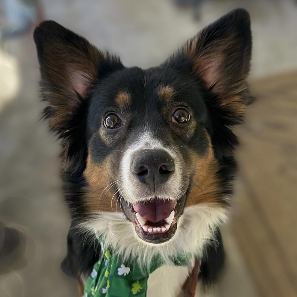 Enlarge Flintstone, a Adoptable mixed breed in Kansas City, MO image 1/5
