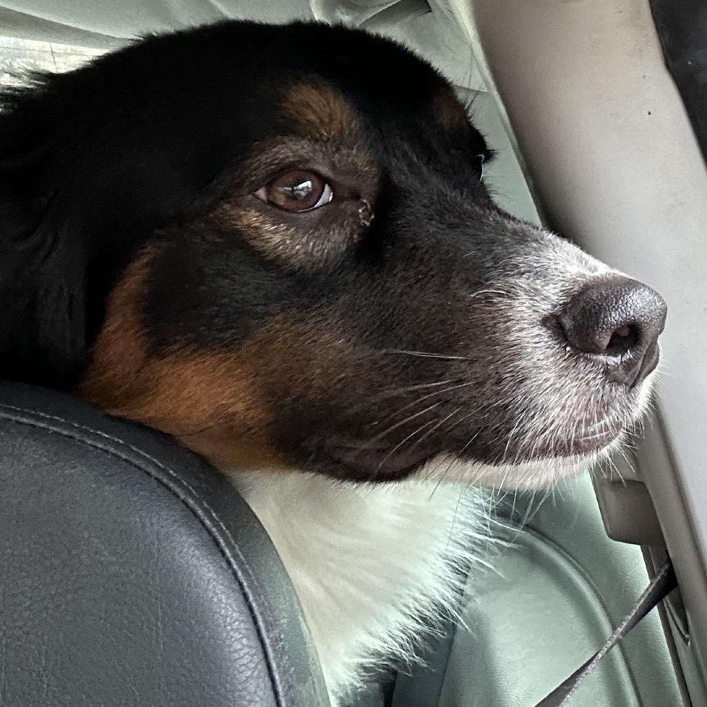 Enlarge Flintstone, a Adoptable mixed breed in Kansas City, MO image 2/5