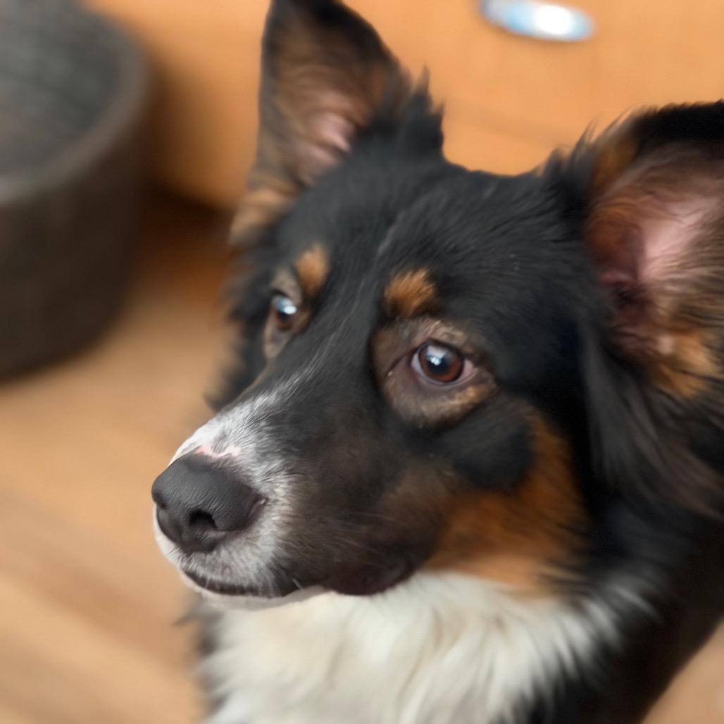 Enlarge Flintstone, a Adoptable mixed breed in Kansas City, MO image 3/5