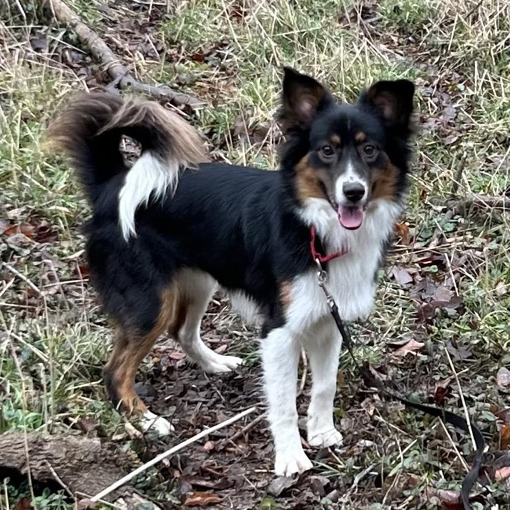 Enlarge Flintstone, a Adoptable mixed breed in Kansas City, MO image 4/5