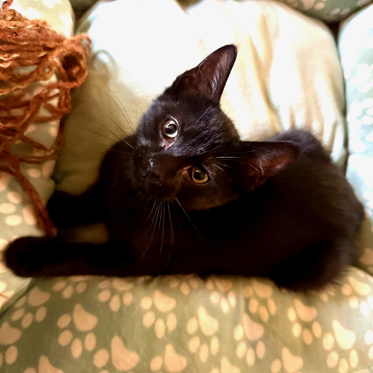 Butch, an adoptable mixed breed in East Brunswick, NJ image 1/3