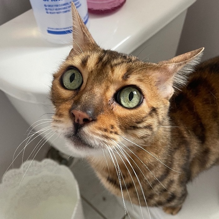 Cat for adoption Clover, a Bengal in Old Bridge, NJ Petfinder