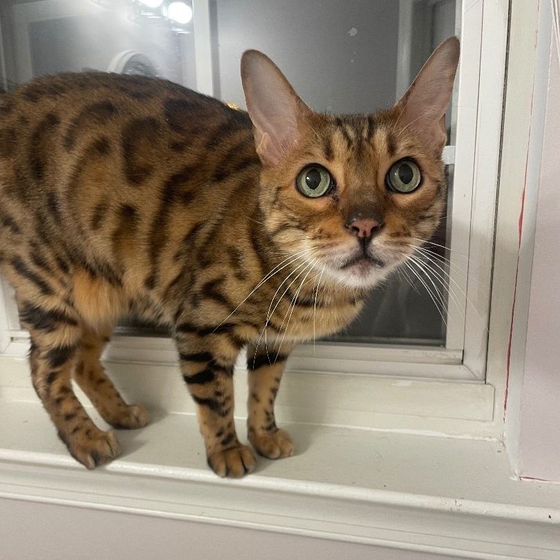 Cat for adoption Clover, a Bengal in Old Bridge, NJ Petfinder