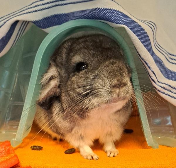 Hachi, Adoptable, Young Female Chinchilla.