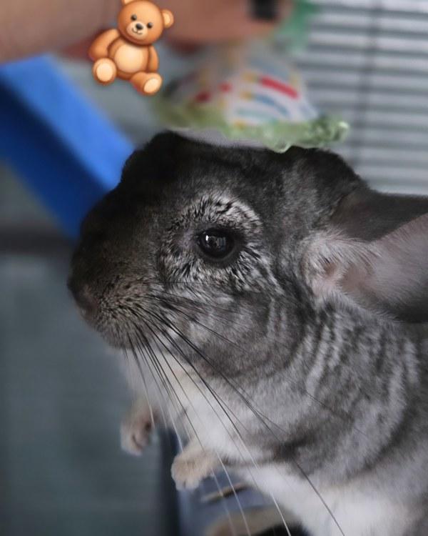 Hachi, a Adoptable mixed breed in San Diego, CA image 2/6