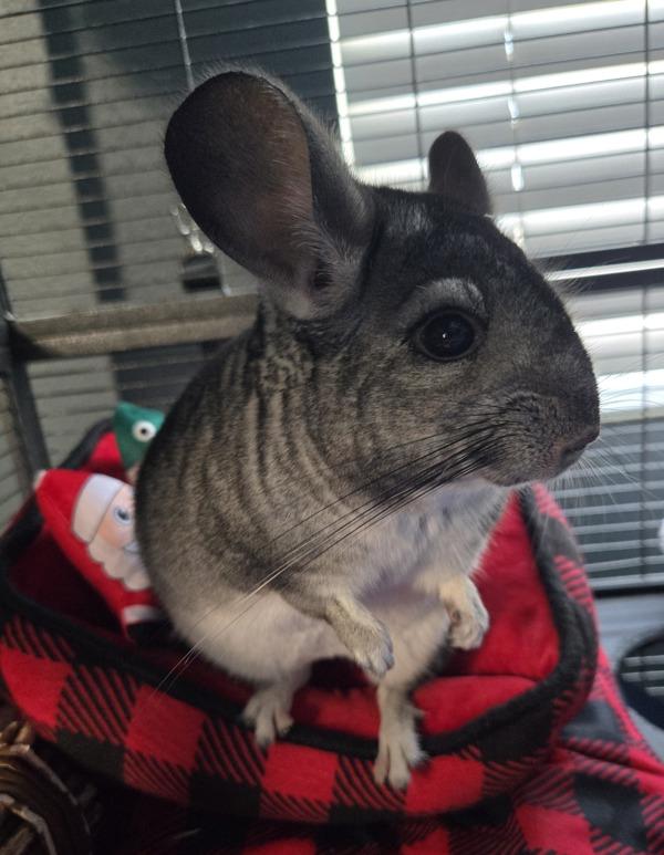 Hachi, a Adoptable mixed breed in San Diego, CA image 5/6