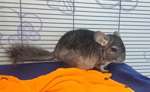 Hachi, a Adoptable mixed breed in San Diego, CA image 6/6