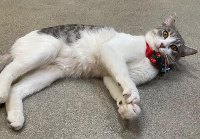 LAENA, Adoptable, Adult Female Domestic Short Hair.