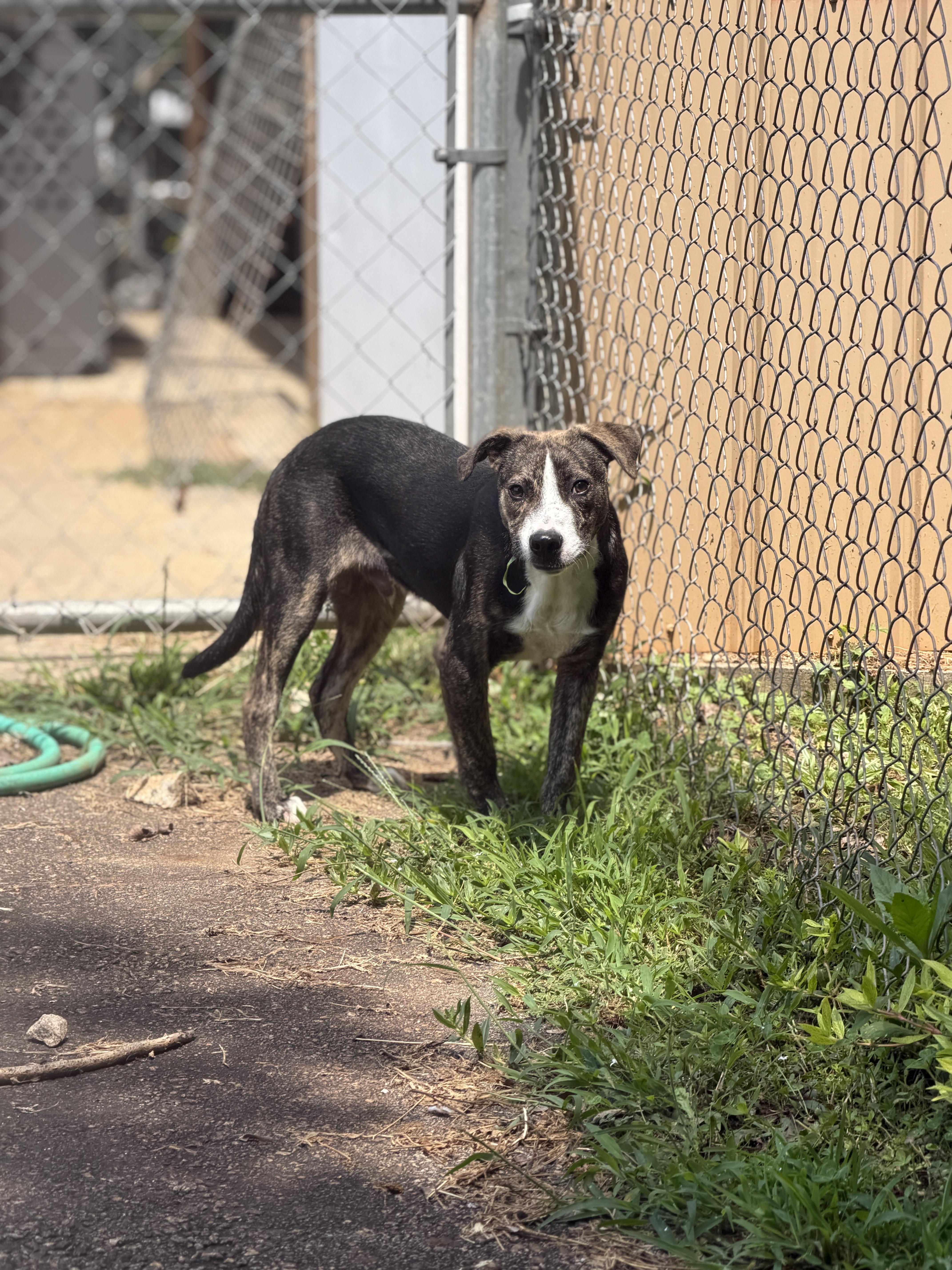 Enlarge Ricky, a Adoptable Mixed Breed in Elberton, GA image 1/1
