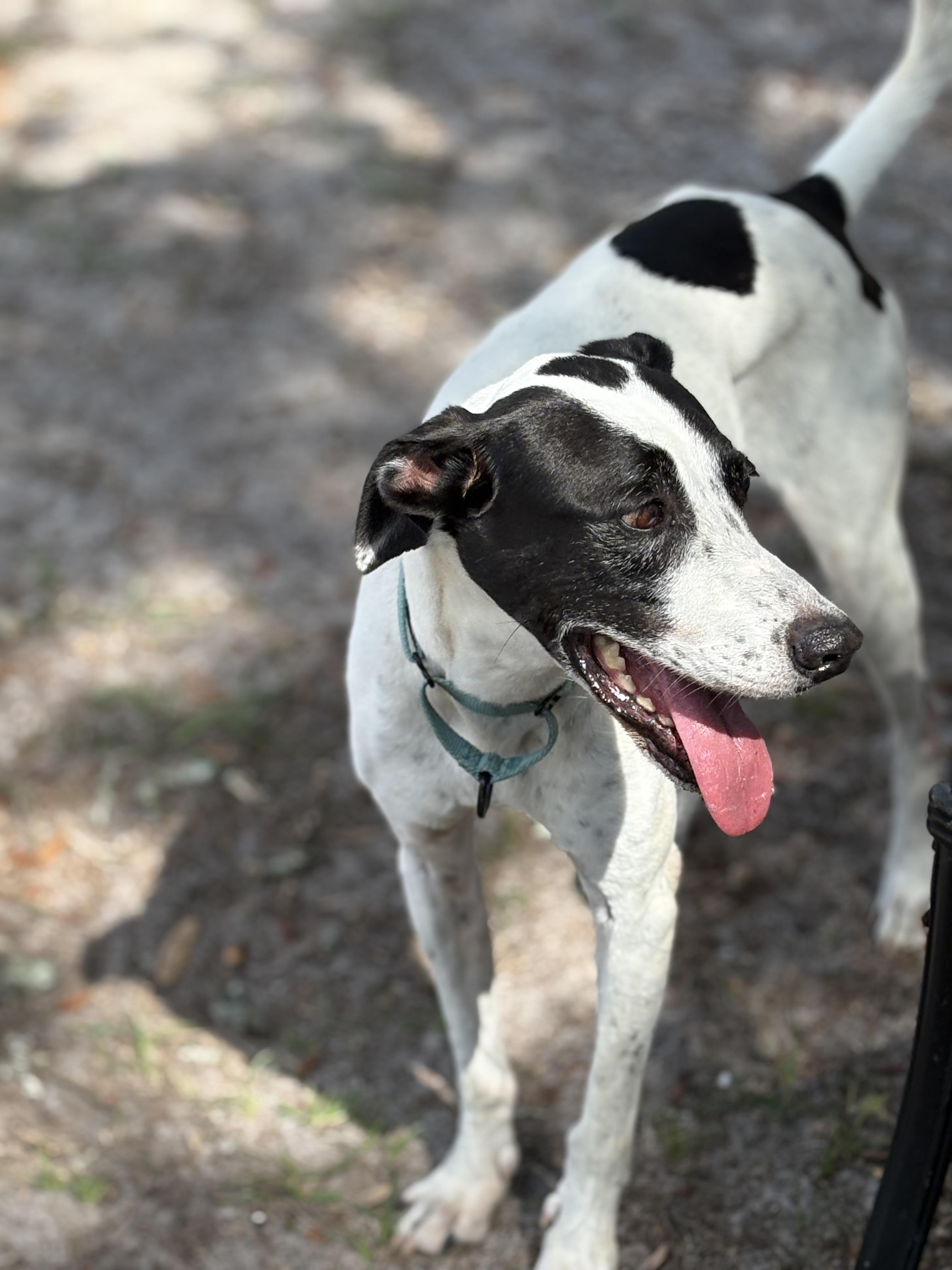 Enlarge CHASE!!!!  42 lbs! FANTASTIC boy!!!!!, a Adoptable mixed breed in Cantonment, FL image 3/6