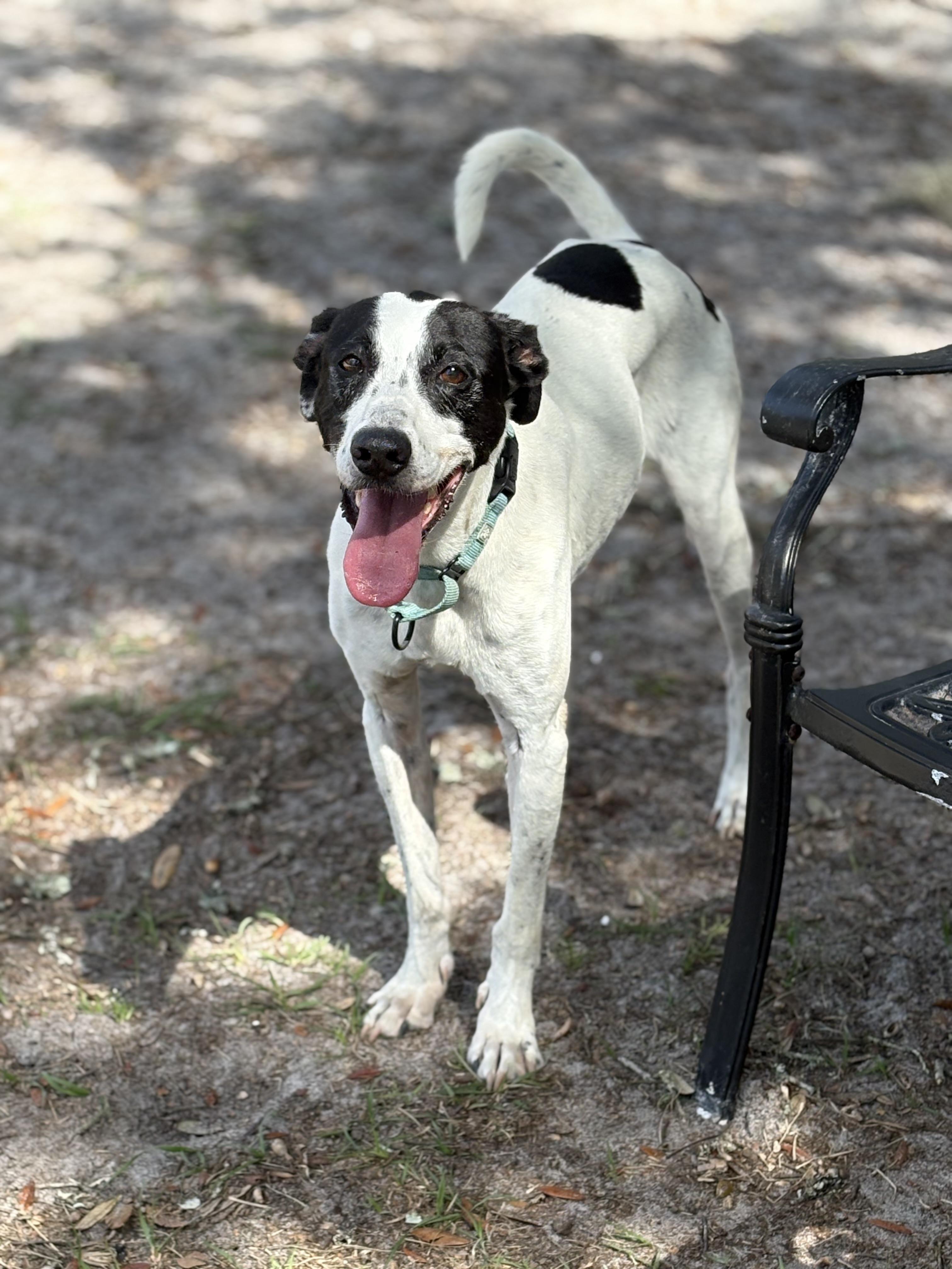 CHASE!!!!  42 lbs! FANTASTIC boy!!!!!, Adoptable, Senior Male Pointer & Greyhound.