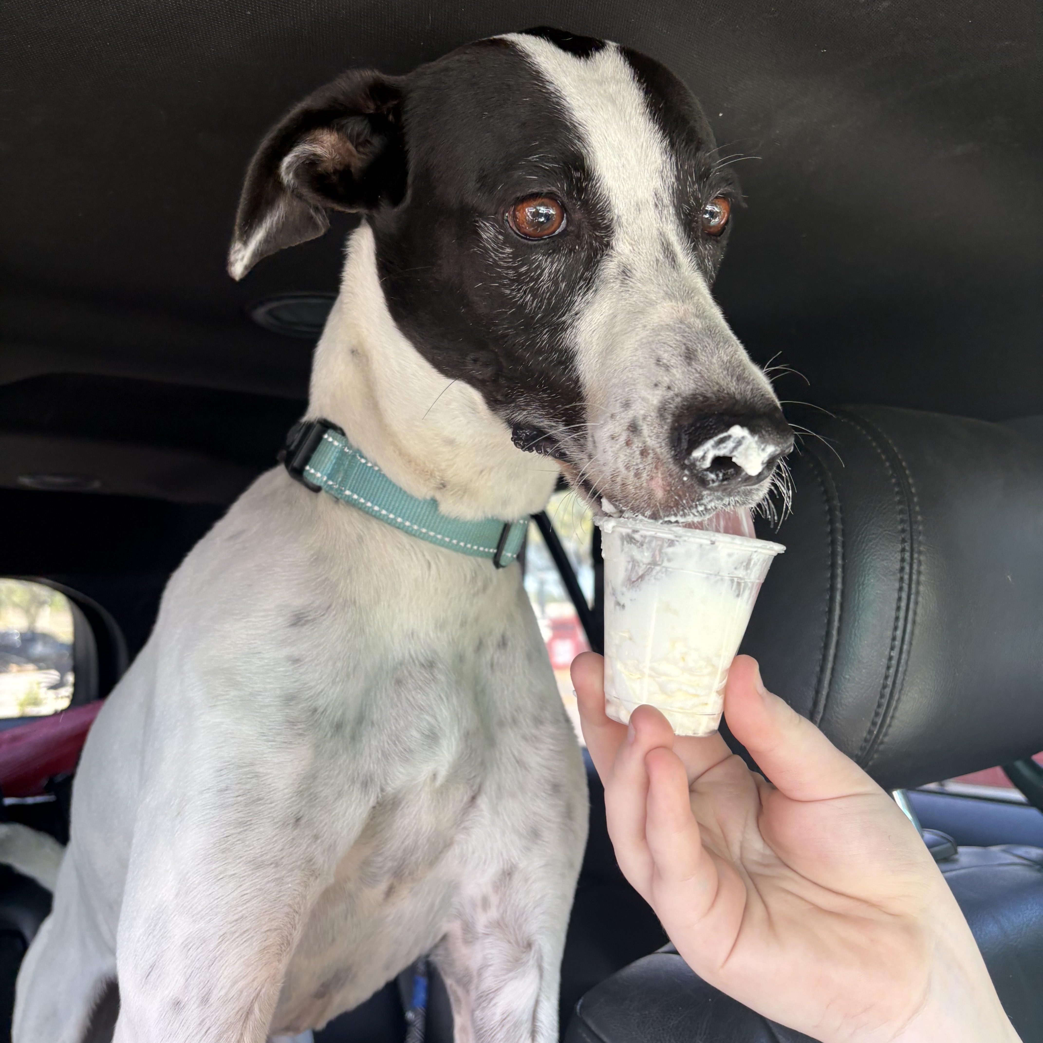 Enlarge CHASE!!!!  42 lbs! FANTASTIC boy!!!!!, a Adoptable mixed breed in Cantonment, FL image 4/6